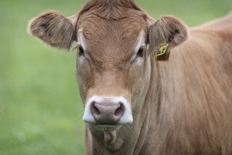 Single cow portrait