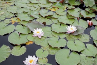 Water lily (Nymphaea), several flowers, Bavaria, Germany