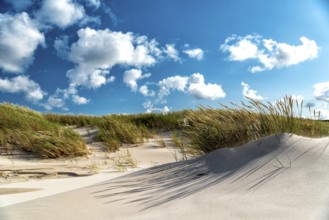 Dunes on the Baltic Sea with marram grass