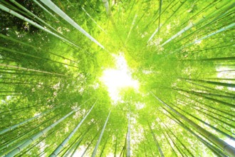 Light that plugs into a bamboo grove. Shooting Location: Kamakura, Kanagawa Prefecture
