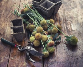 Sheaf of cut plants on the background of secateurs on wooden table