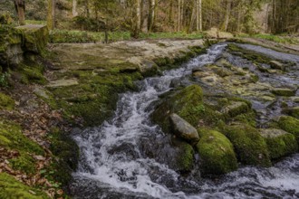 Small waterfall flows over mossy stones and forest floor, Perlbachtal near Bogen, Lower Bavaria