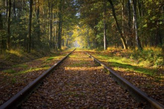 Empty railroad track through the forest in autumn (fall) on a sunny day, vanishing point. Beauty in