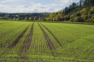 A barley field in October, Wesertal, Weserbergland, Germany