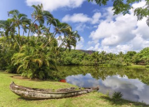 A forgotten canoe decays in the jungles of Kauai, Hawaii