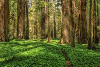 Color image of a redwood forest. Northern California, USA