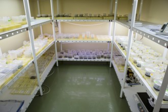 Breeding of rare plants in a biotech laboratory. The plants are dibbled in small plastic buckets