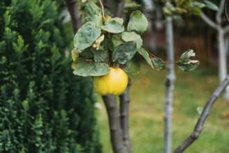 Yellow quince fruit on a tree. Organic natural quince apples on the tree at fall