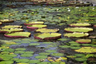 Pond, giant water lilies, Victoria, Victoria plant (Nymphaeaceae), Sir Seewoosagur Ramgoolam