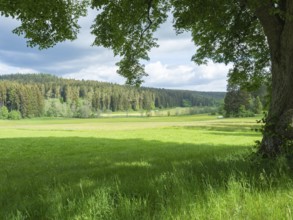 The black forest in Southern Germany offers beautiful landscapes with hills, valleys, meadows, and