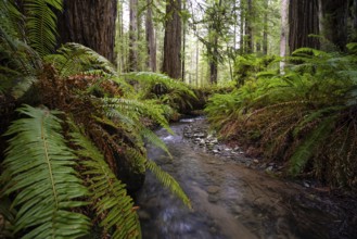 Color image of a redwood forest. Northern California, USA