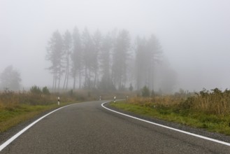 Road through forest with fog