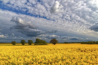 Rapeseed landscape