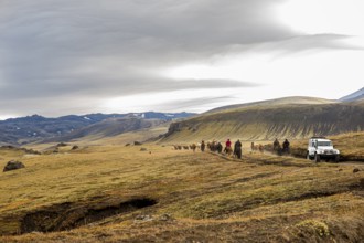 Icelandic horses, Landmanalaugar, Iceland