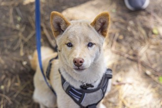 Curious red Shiba Inu puppy is seen up close from above sitting outdoors against a blurry woodland