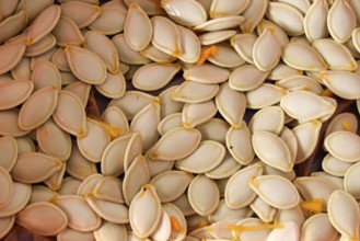 Close-up of raw pumpkin seeds, emphasizing their natural texture and fresh appearance