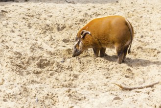 Orange color red river hog digging the sand