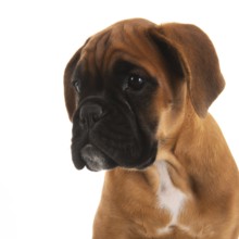 Portrait young boxer puppy on white background