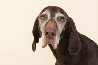 Portrait of old dog with white head on cream background