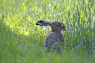 European hare, Lepus europaeus