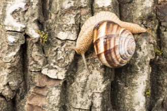 Snail on tree bark. Studio shot
