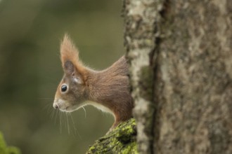 Squirrel sitting on tree trunk looking left