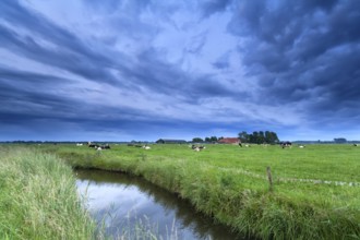 Cattle on pasture by river over clouded sky