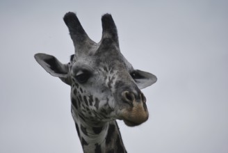 Head of giraffe seen closely under a grey sky