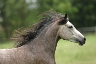 Purebred Arabian, mare at a gallop