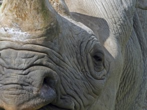 Full frame close up of the face of a black rhinoceros with eye nose and horn