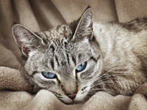 Cat with blue eyes over the beige