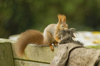 Squirrel biting potato sack in mouth sitting on backrest of wooden bench looking from front