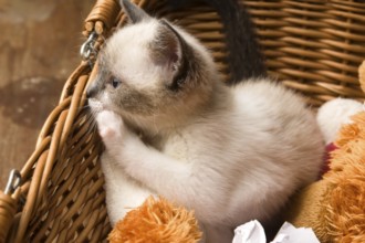 Adorable small kitten in wicker basket, lodz, poland