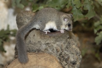 Dormouse standing on tree stump looking right
