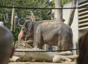 Asian elephant, Wilhelma, Zoological-Botanical Garden, Stuttgart, Baden-Württemberg, Germany