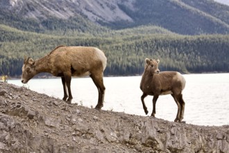 Rocky Mountain Sheep Alberta Canada young kid