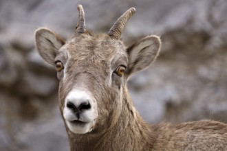 Rocky Mountain Sheep Alberta Canada young kid