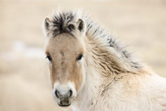 Young Colt Canada Saskatchewan Close Up Winter