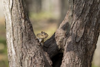 The eastern chipmunk. Is a chipmunk species found in eastern North America