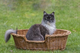 Maine-Coon cat in a basket