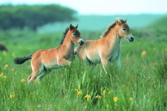 Two Exmoor ponies (Equus ferus caballus), Texel, Netherlands, Federal Republic of Germany