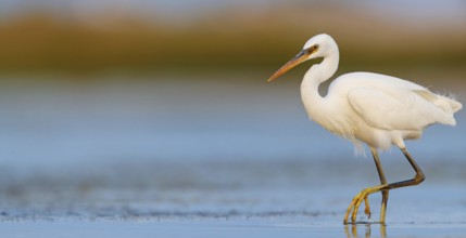 Western Reef Heron, Western Reef-Heron, Western Reef-Egret, (Egretta gularis), Garceta Dimorfa,