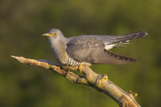Common cuckoo (Cuculus canorus), Coucou gris, Cuco Europeo, Cuco Común, Ast, branch, Ormoz area,