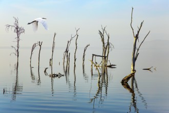 White heron looking out for prey. Gentle sunlight illuminates the half-flooded trees. Journey to