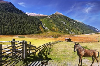Beautiful farm horse grazing in fenced green meadow. Sunny day in the Austrian Alps