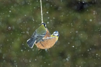 Blue tit hanging on feeding dish next to great tit different seeing with snowflakes