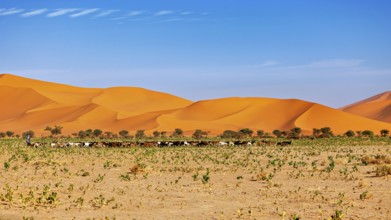 Wide landscape with impressive sand dunes and some trees, vegetation stretches in the foreground,