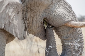 A close view of the mouth and trunk of an elephant as it eats