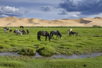 Horses eating grass in front of sand dunes nature landscape, Gobi Desert, Mongolia