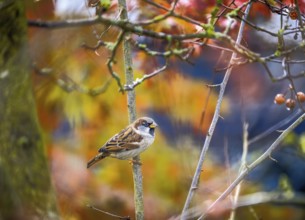 Closeup of a bird house sparrow bird sitting on a tree